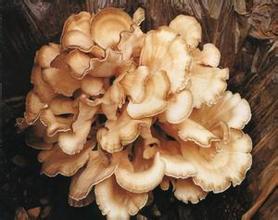 Maitake extracte