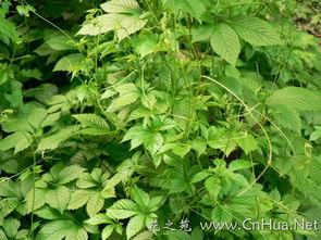 Gynostemma Pentaphyllum extracte