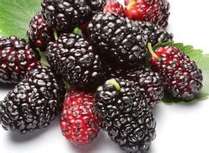 Pols de fruites Morera