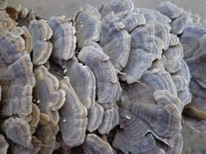 Extracte de Coriol Versicolor