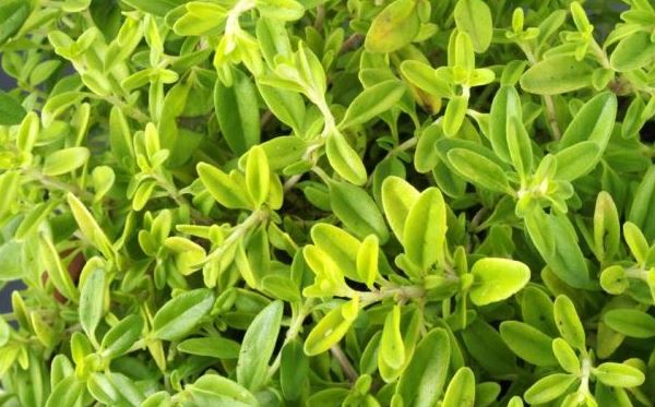 Thyme Extract