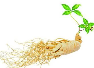 ginseng herb