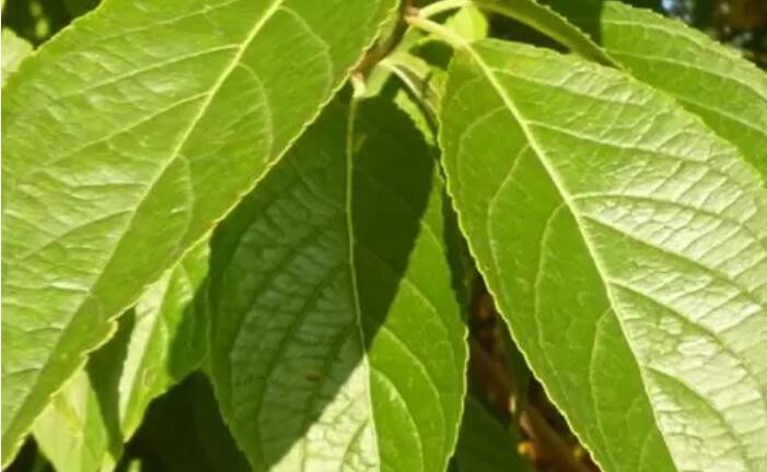 Eucommia ulmoides Eucommia ulmoides