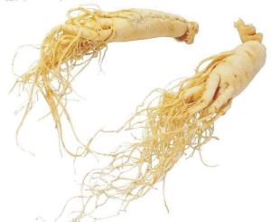 Extracte americà de ginseng