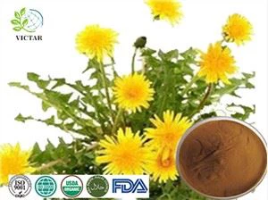 Extracte de Dandelion